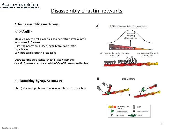 Actin cytoskeleton Disassembly of actin networks Actin disassembling machinery : • ADF/cofilin Modifies mechanical Actin cytoskeleton Disassembly of actin networks Actin disassembling machinery : • ADF/cofilin Modifies mechanical