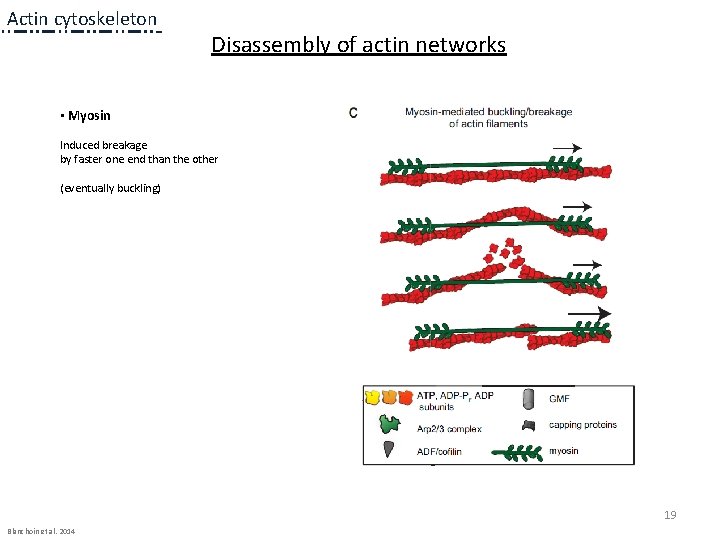 Actin cytoskeleton Disassembly of actin networks • Myosin Induced breakage by faster one end Actin cytoskeleton Disassembly of actin networks • Myosin Induced breakage by faster one end