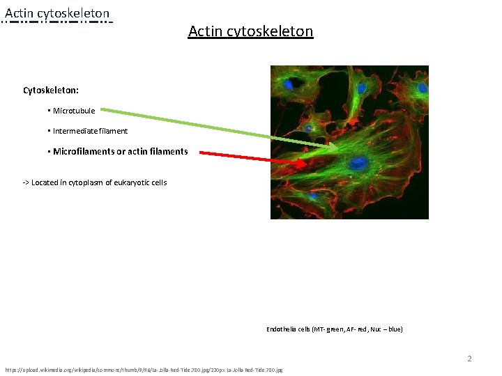 Actin cytoskeleton Cytoskeleton: • Microtubule • Intermediate filament • Microfilaments or actin filaments -> Actin cytoskeleton Cytoskeleton: • Microtubule • Intermediate filament • Microfilaments or actin filaments ->