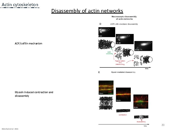 Actin cytoskeleton Disassembly of actin networks ADF/cofilin mechanism Myosin induced contraction and disassembly 1 Actin cytoskeleton Disassembly of actin networks ADF/cofilin mechanism Myosin induced contraction and disassembly 1