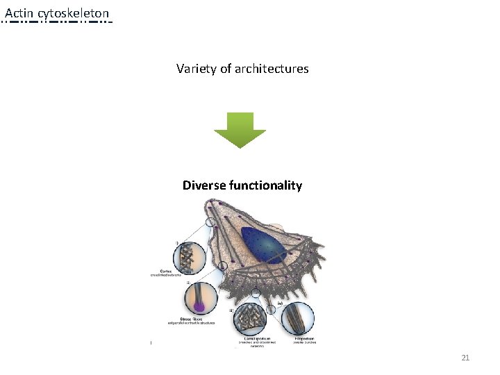 Actin cytoskeleton Variety of architectures 1 a Diverse functionality 1 a 21 Actin cytoskeleton Variety of architectures 1 a Diverse functionality 1 a 21