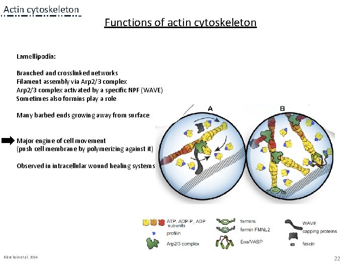 Actin cytoskeleton Functions of actin cytoskeleton Lamellipodia: Branched and crosslinked networks Filament assembly via Actin cytoskeleton Functions of actin cytoskeleton Lamellipodia: Branched and crosslinked networks Filament assembly via