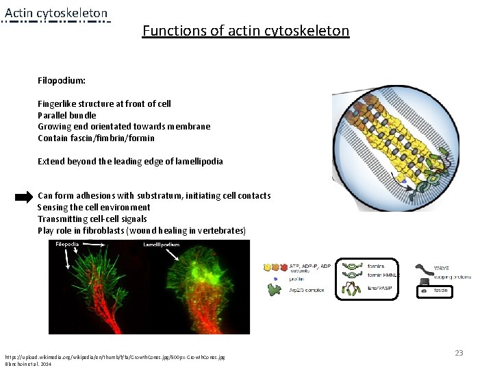 Actin cytoskeleton Functions of actin cytoskeleton Filopodium: Fingerlike structure at front of cell Parallel Actin cytoskeleton Functions of actin cytoskeleton Filopodium: Fingerlike structure at front of cell Parallel