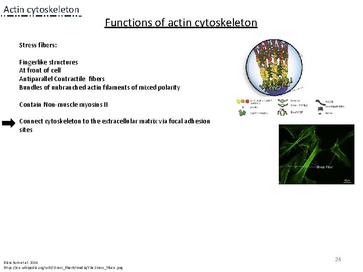 Actin cytoskeleton Functions of actin cytoskeleton Stress fibers: Fingerlike structures At front of cell Actin cytoskeleton Functions of actin cytoskeleton Stress fibers: Fingerlike structures At front of cell