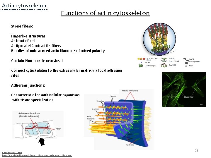 Actin cytoskeleton Functions of actin cytoskeleton Stress fibers: Fingerlike structures At front of cell Actin cytoskeleton Functions of actin cytoskeleton Stress fibers: Fingerlike structures At front of cell