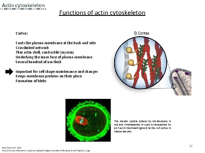 Actin cytoskeleton Functions of actin cytoskeleton Cortex: Coats the plasma membrane at the back Actin cytoskeleton Functions of actin cytoskeleton Cortex: Coats the plasma membrane at the back