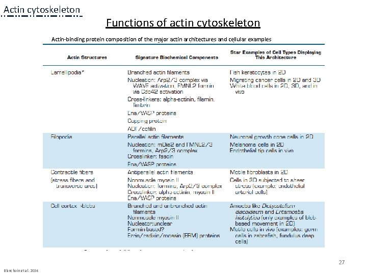 Actin cytoskeleton Functions of actin cytoskeleton Actin-binding protein composition of the major actin architectures Actin cytoskeleton Functions of actin cytoskeleton Actin-binding protein composition of the major actin architectures