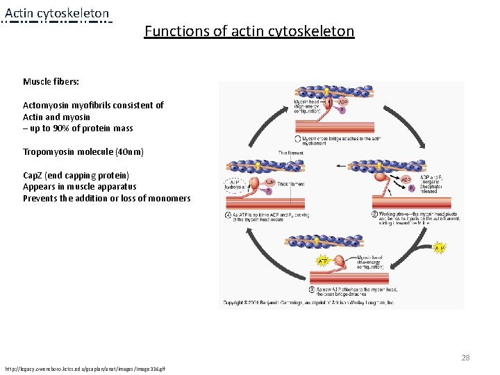 Actin cytoskeleton Functions of actin cytoskeleton Muscle fibers: Actomyosin myofibrils consistent of Actin and Actin cytoskeleton Functions of actin cytoskeleton Muscle fibers: Actomyosin myofibrils consistent of Actin and