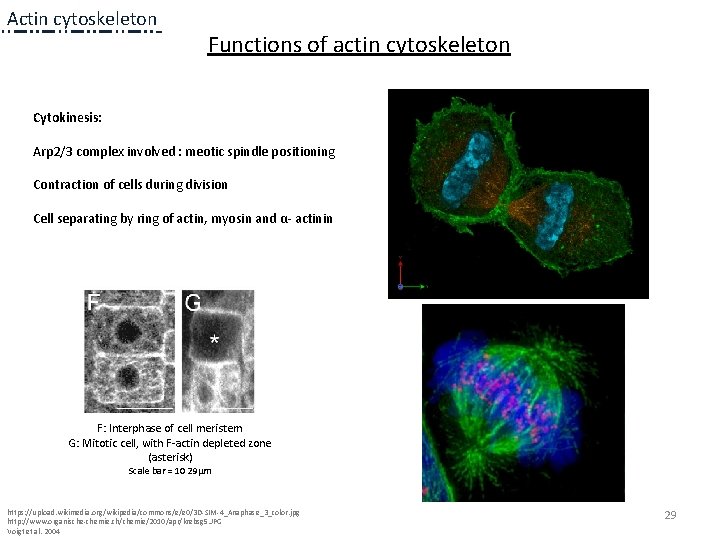 Actin cytoskeleton Functions of actin cytoskeleton Cytokinesis: Arp 2/3 complex involved : meotic spindle Actin cytoskeleton Functions of actin cytoskeleton Cytokinesis: Arp 2/3 complex involved : meotic spindle