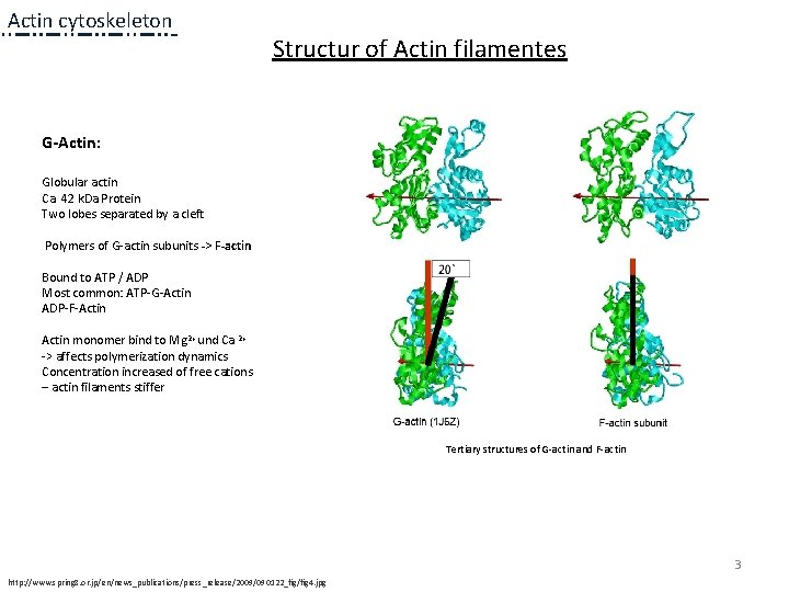 Actin cytoskeleton Structur of Actin filamentes G-Actin: Globular actin Ca. 42 k. Da Protein Actin cytoskeleton Structur of Actin filamentes G-Actin: Globular actin Ca. 42 k. Da Protein