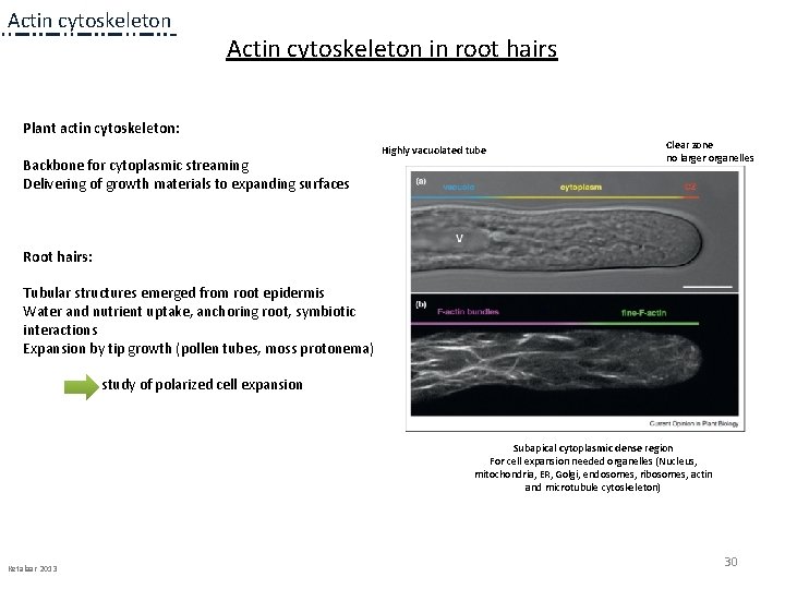 Actin cytoskeleton in root hairs Plant actin cytoskeleton: Backbone for cytoplasmic streaming Delivering of Actin cytoskeleton in root hairs Plant actin cytoskeleton: Backbone for cytoplasmic streaming Delivering of