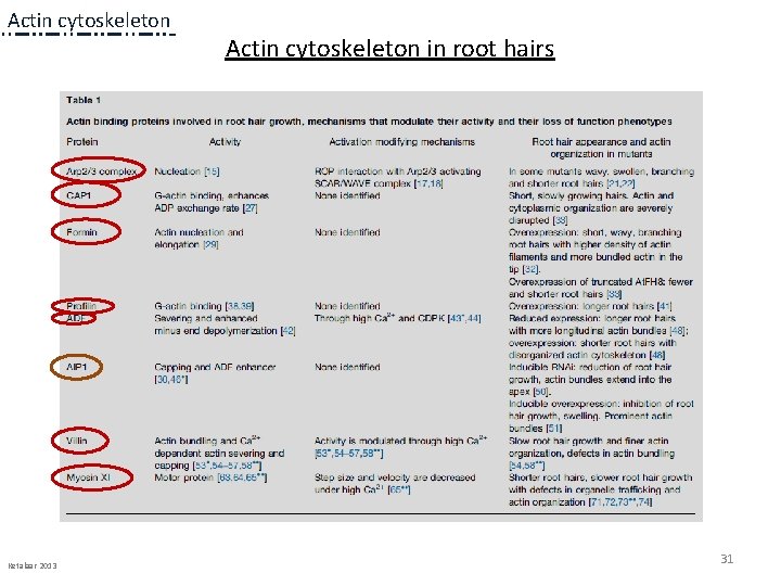 Actin cytoskeleton Ketalaar 2013 Actin cytoskeleton in root hairs 31 Actin cytoskeleton Ketalaar 2013 Actin cytoskeleton in root hairs 31