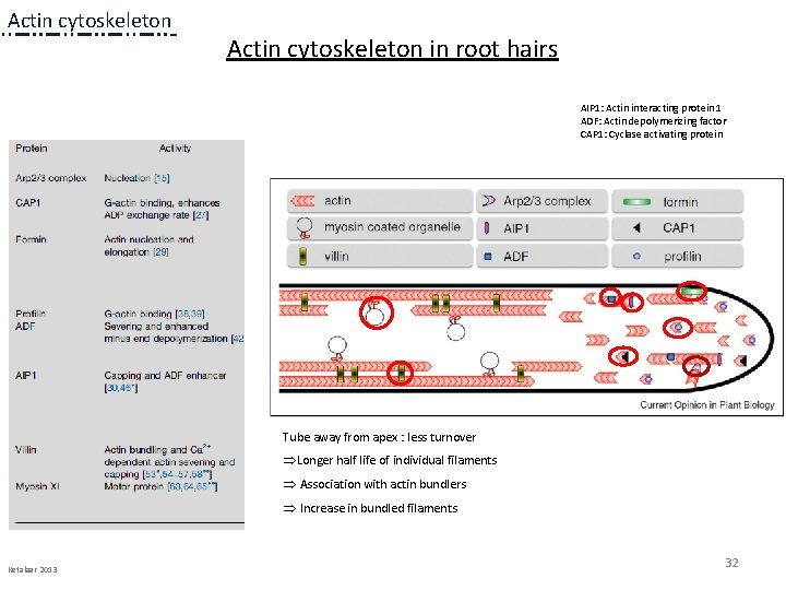 Actin cytoskeleton in root hairs AIP 1: Actin interacting protein 1 ADF: Actin depolymerizing Actin cytoskeleton in root hairs AIP 1: Actin interacting protein 1 ADF: Actin depolymerizing