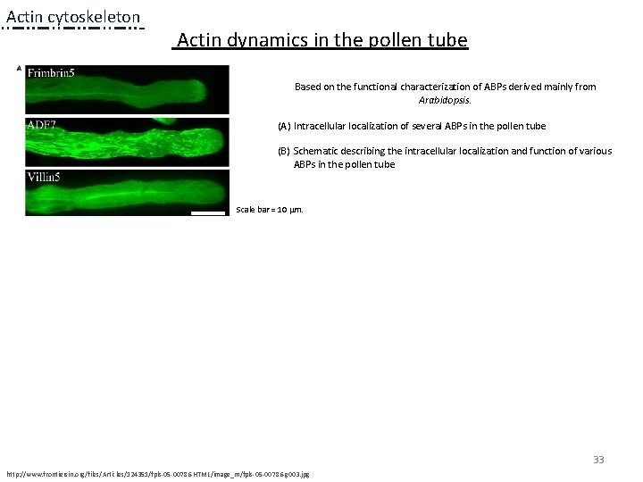 Actin cytoskeleton Actin dynamics in the pollen tube Based on the functional characterization of Actin cytoskeleton Actin dynamics in the pollen tube Based on the functional characterization of