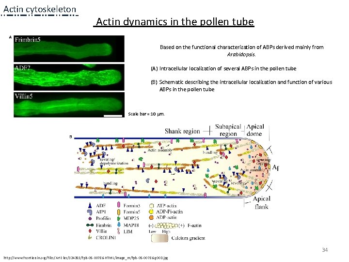 Actin cytoskeleton Actin dynamics in the pollen tube Based on the functional characterization of Actin cytoskeleton Actin dynamics in the pollen tube Based on the functional characterization of