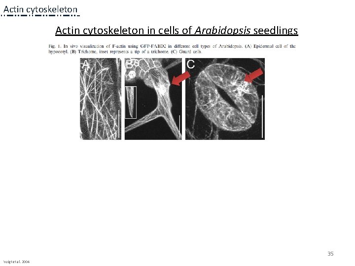 Actin cytoskeleton in cells of Arabidopsis seedlings 35 Voigt et al. 2004 Actin cytoskeleton in cells of Arabidopsis seedlings 35 Voigt et al. 2004