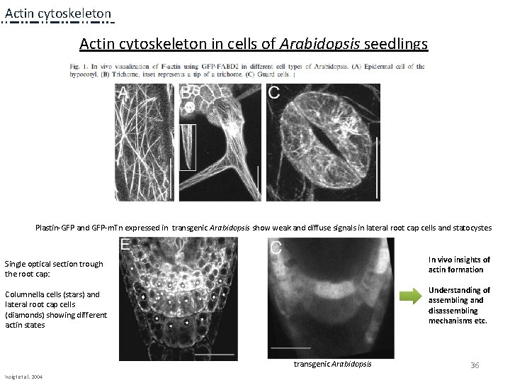 Actin cytoskeleton in cells of Arabidopsis seedlings Plastin-GFP and GFP-m. Tn expressed in transgenic Actin cytoskeleton in cells of Arabidopsis seedlings Plastin-GFP and GFP-m. Tn expressed in transgenic