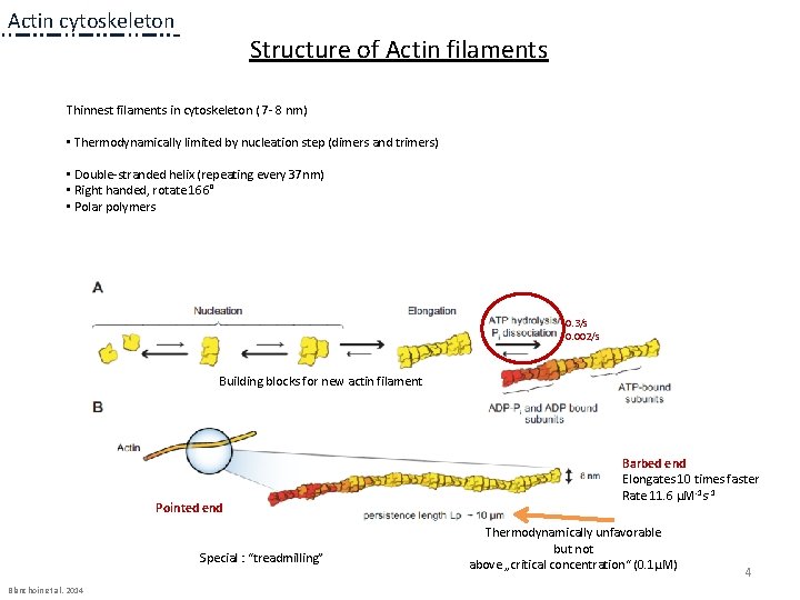 Actin cytoskeleton Structure of Actin filaments Thinnest filaments in cytoskeleton ( 7 - 8 Actin cytoskeleton Structure of Actin filaments Thinnest filaments in cytoskeleton ( 7 - 8