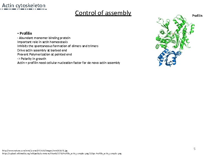 Actin cytoskeleton Control of assembly Profilin • Profilin - Abundant monomer binding protein Important Actin cytoskeleton Control of assembly Profilin • Profilin - Abundant monomer binding protein Important