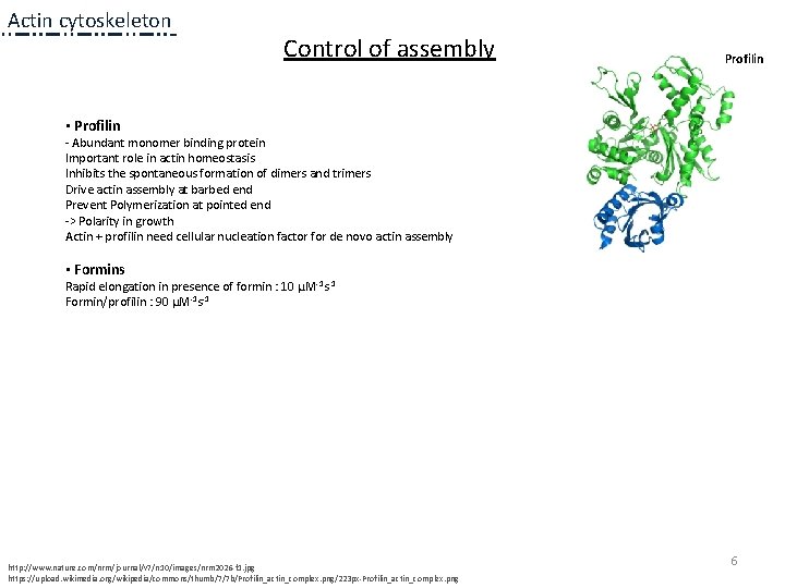 Actin cytoskeleton Control of assembly Profilin • Profilin - Abundant monomer binding protein Important Actin cytoskeleton Control of assembly Profilin • Profilin - Abundant monomer binding protein Important