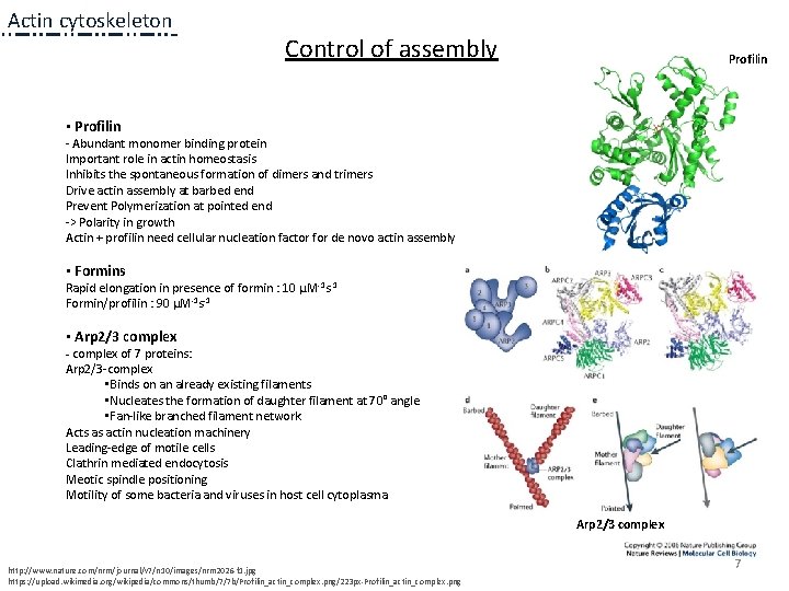 Actin cytoskeleton Control of assembly Profilin • Profilin - Abundant monomer binding protein Important Actin cytoskeleton Control of assembly Profilin • Profilin - Abundant monomer binding protein Important