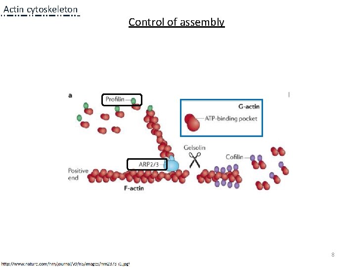 Actin cytoskeleton Control of assembly 8 Actin cytoskeleton Control of assembly 8