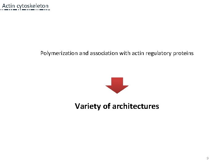 Actin cytoskeleton Polymerization and association with actin regulatory proteins Variety of architectures 9 Actin cytoskeleton Polymerization and association with actin regulatory proteins Variety of architectures 9