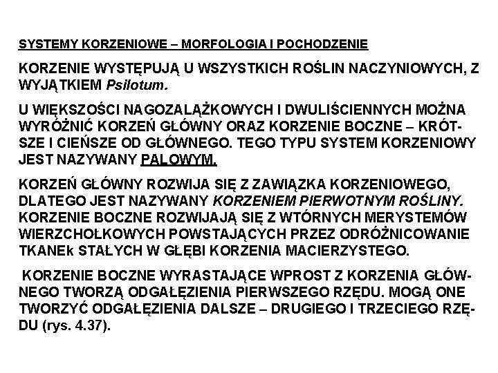 SYSTEMY KORZENIOWE – MORFOLOGIA I POCHODZENIE KORZENIE WYSTĘPUJĄ U WSZYSTKICH ROŚLIN NACZYNIOWYCH, Z WYJĄTKIEM