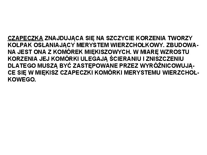 CZAPECZKA ZNAJDUJĄCA SIĘ NA SZCZYCIE KORZENIA TWORZY KOŁPAK OSŁANIAJĄCY MERYSTEM WIERZCHOŁKOWY. ZBUDOWANA JEST ONA