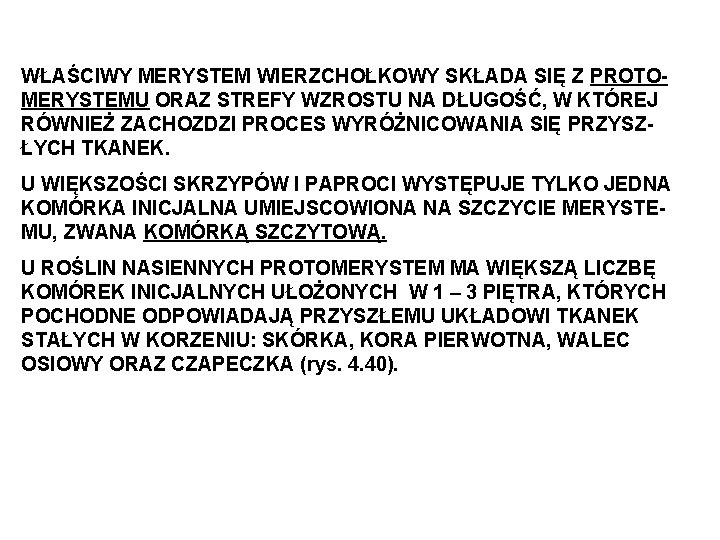 WŁAŚCIWY MERYSTEM WIERZCHOŁKOWY SKŁADA SIĘ Z PROTOMERYSTEMU ORAZ STREFY WZROSTU NA DŁUGOŚĆ, W KTÓREJ