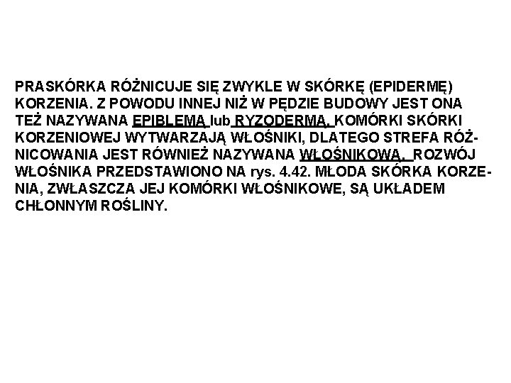 PRASKÓRKA RÓŻNICUJE SIĘ ZWYKLE W SKÓRKĘ (EPIDERMĘ) KORZENIA. Z POWODU INNEJ NIŻ W PĘDZIE