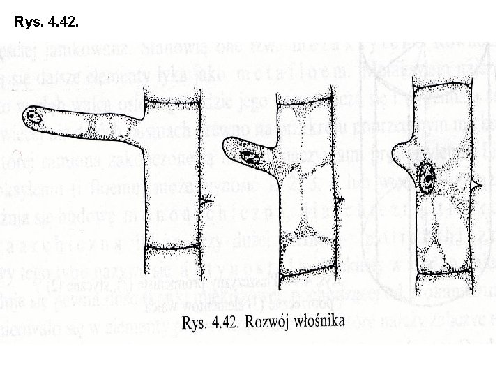 Rys. 4. 42. 