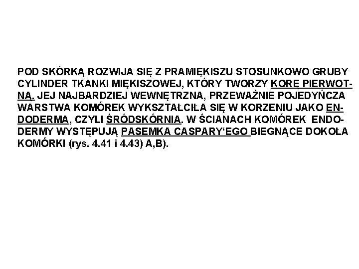 POD SKÓRKĄ ROZWIJA SIĘ Z PRAMIĘKISZU STOSUNKOWO GRUBY CYLINDER TKANKI MIĘKISZOWEJ, KTÓRY TWORZY KORĘ