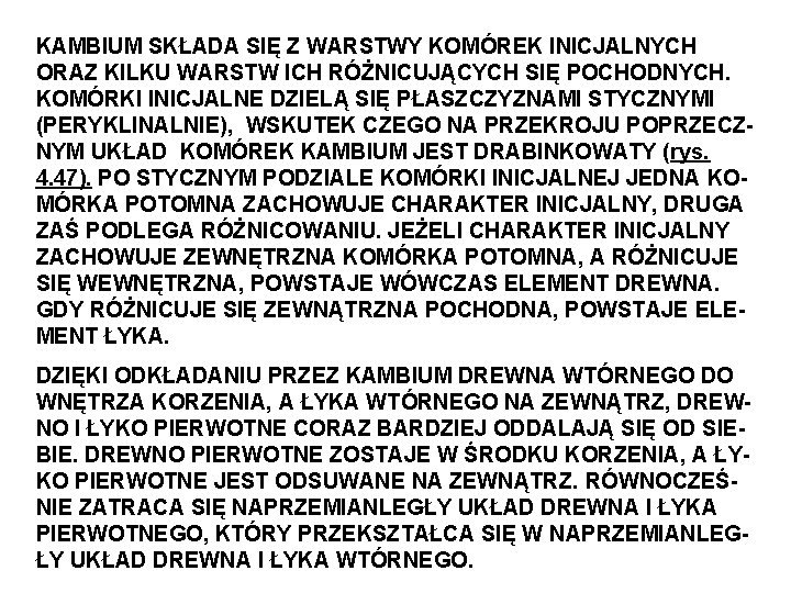 KAMBIUM SKŁADA SIĘ Z WARSTWY KOMÓREK INICJALNYCH ORAZ KILKU WARSTW ICH RÓŻNICUJĄCYCH SIĘ POCHODNYCH.