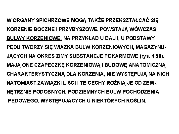W ORGANY SPICHRZOWE MOGĄ TAKŻE PRZEKSZTAŁCAĆ SIĘ KORZENIE BOCZNE I PRZYBYSZOWE. POWSTAJĄ WÓWCZAS BULWY