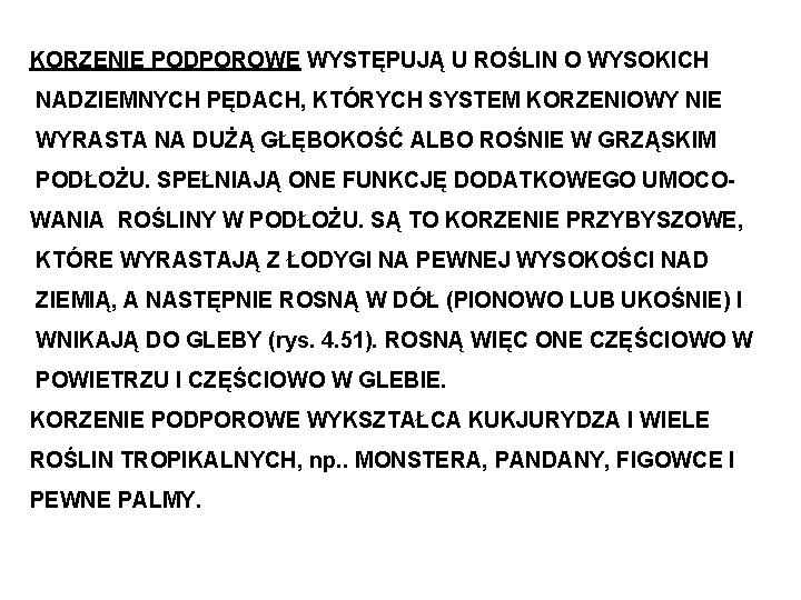 KORZENIE PODPOROWE WYSTĘPUJĄ U ROŚLIN O WYSOKICH NADZIEMNYCH PĘDACH, KTÓRYCH SYSTEM KORZENIOWY NIE WYRASTA