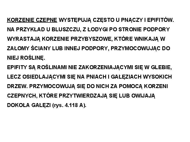 KORZENIE CZEPNE WYSTĘPUJĄ CZĘSTO U PNĄCZY I EPIFITÓW. NA PRZYKŁAD U BLUSZCZU, Z ŁODYGI