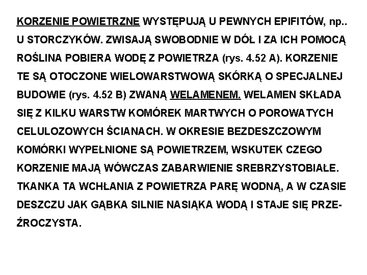KORZENIE POWIETRZNE WYSTĘPUJĄ U PEWNYCH EPIFITÓW, np. . U STORCZYKÓW. ZWISAJĄ SWOBODNIE W DÓŁ