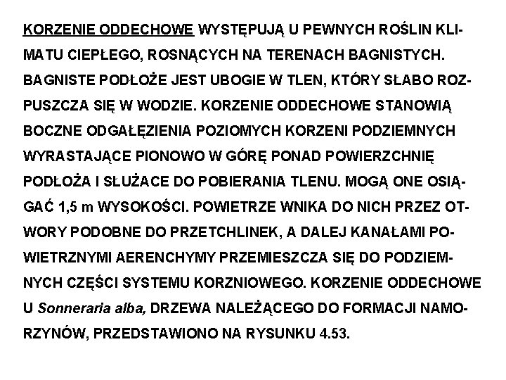 KORZENIE ODDECHOWE WYSTĘPUJĄ U PEWNYCH ROŚLIN KLIMATU CIEPŁEGO, ROSNĄCYCH NA TERENACH BAGNISTYCH. BAGNISTE PODŁOŻE