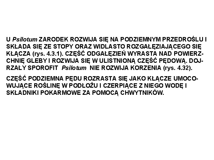 U Psilotum ZARODEK ROZWIJA SIĘ NA PODZIEMNYM PRZEDROŚLU I SKŁADA SIĘ ZE STOPY ORAZ