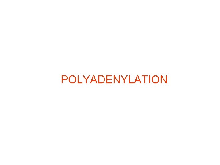 POLYADENYLATION 