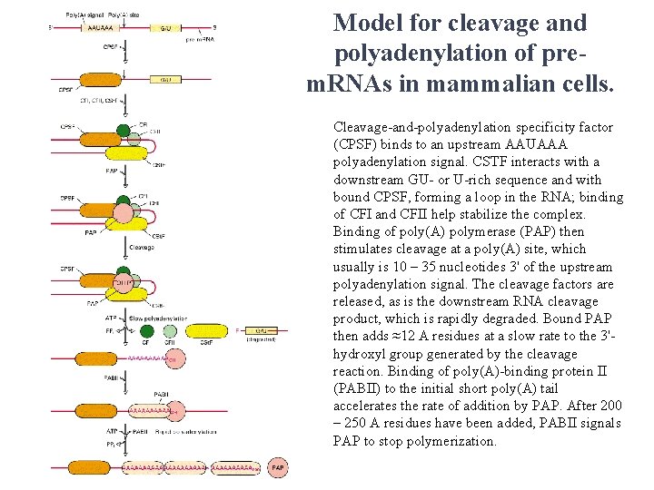 Model for cleavage and polyadenylation of prem. RNAs in mammalian cells. Cleavage-and-polyadenylation specificity factor