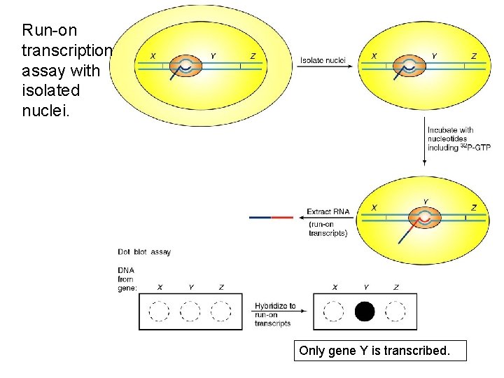 Run-on transcription assay with isolated nuclei. Only gene Y is transcribed. 