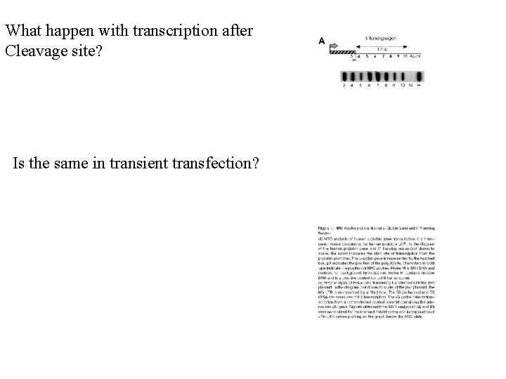 What happen with transcription after Cleavage site? Is the same in transient transfection? 