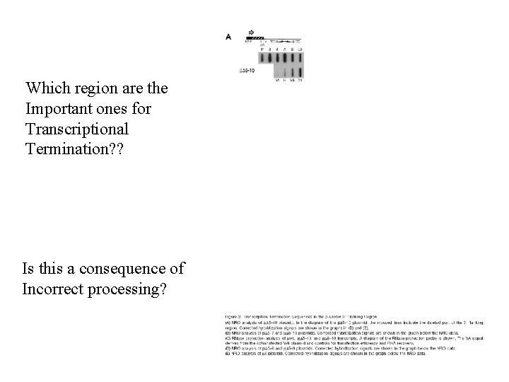 Which region are the Important ones for Transcriptional Termination? ? Is this a consequence