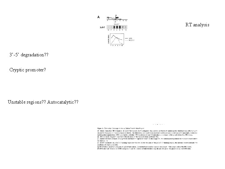 RT analysis 3’-5’ degradation? ? Cryptic promoter? Unstable regions? ? Autocatalytic? ? 