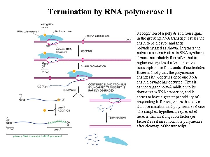 Termination by RNA polymerase II Recognition of a poly-A addition signal in the growing