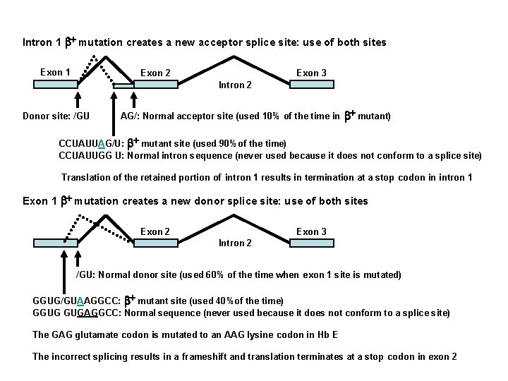 Intron 1 b+ mutation creates a new acceptor splice site: use of both sites