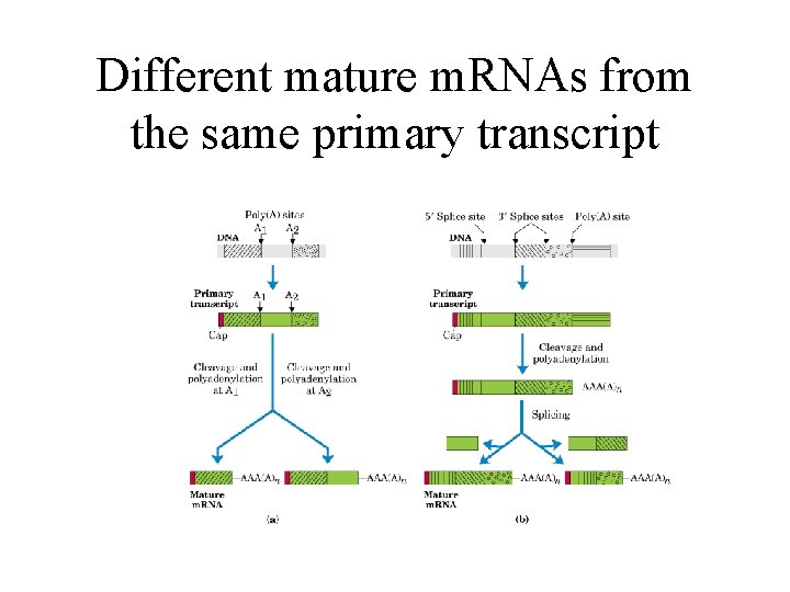 Different mature m. RNAs from the same primary transcript 