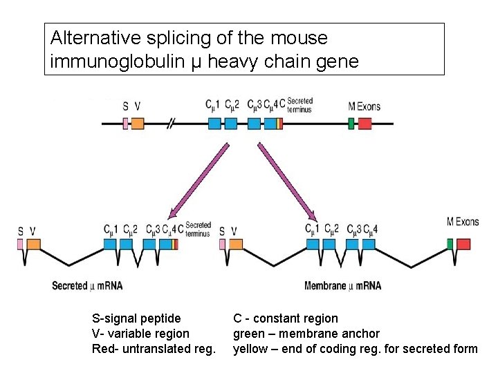 Alternative splicing of the mouse immunoglobulin μ heavy chain gene S-signal peptide V- variable